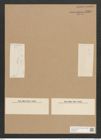 Amphiprora paludosa var. punctulata Grun. (de-Toni-Nr.: Genus 29, Species 1316) Zeichnungen Sammlung Grunow Nr. 2539 (NHMW-BOT-W0369710)